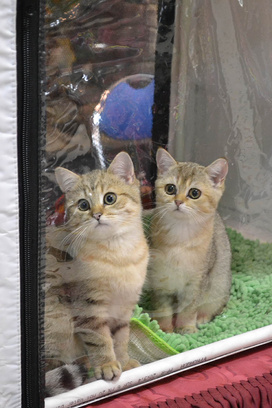 ярмурка кошек в Иркутске