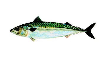Скумбрия Скумбрия