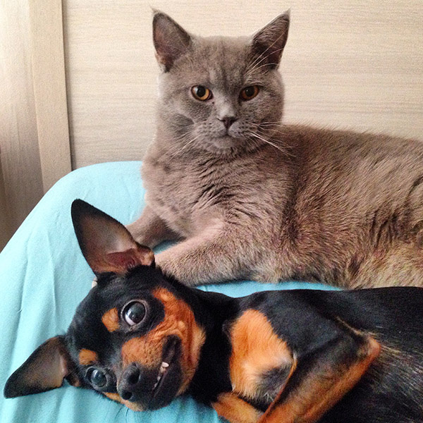 Коты и кошки Екатеринбурга Коты и кошки Екатеринбурга