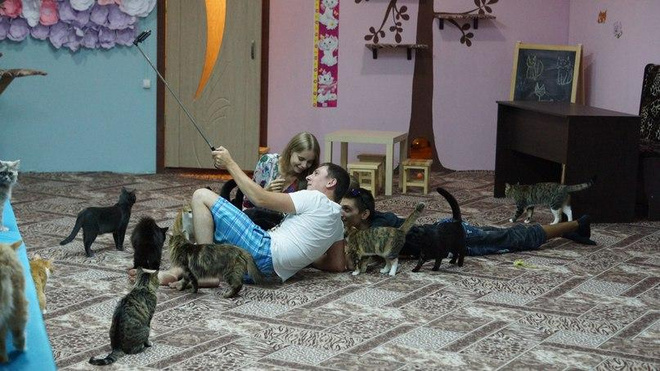 йога с котами йога с котами
