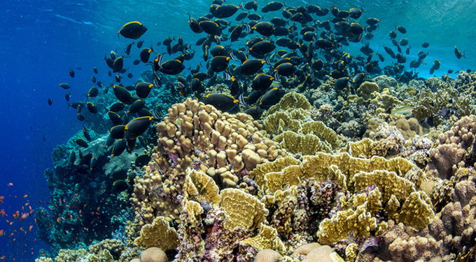От моря к океану От моря к океану