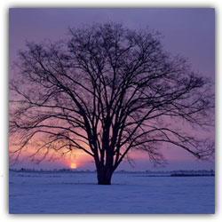 Как-то суровой зимой у нас закончи... Как-то суровой зимой у нас закончи...