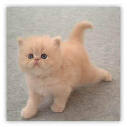 Продавец одного небольшого магазин... Продавец одного небольшого магазин...