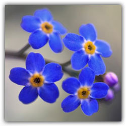 Вырос в поле цветок и радовался: с... Вырос в поле цветок и радовался: с...