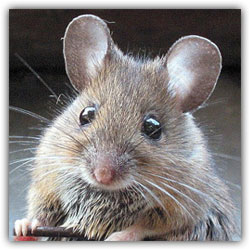 Повадилась мышка сыр из мышеловки... Повадилась мышка сыр из мышеловки...