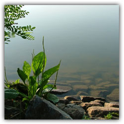 Хотел подорожник расти на пригорке... Хотел подорожник расти на пригорке...