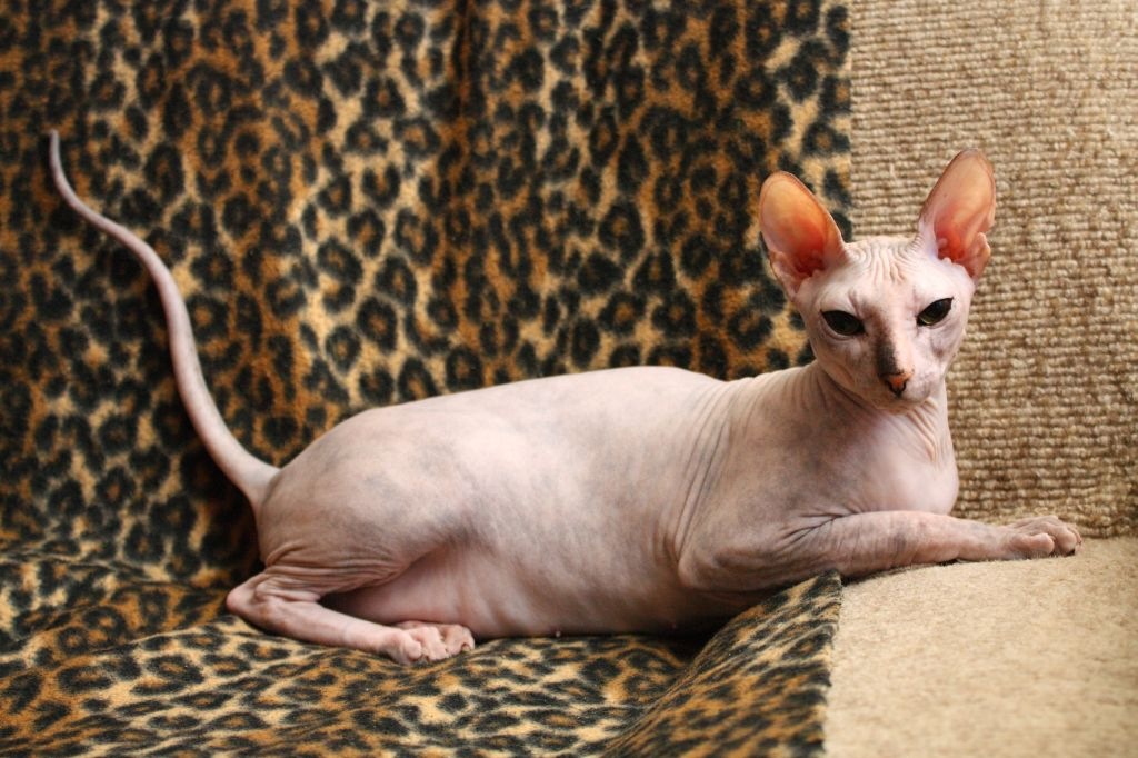 Никогда не заводите кошку-сфинкс!... Никогда не заводите кошку-сфинкс!...