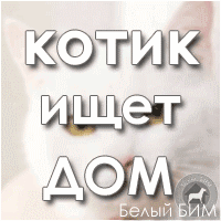 шикарный белоснежный кот (3 года,... шикарный белоснежный кот (3 года,...