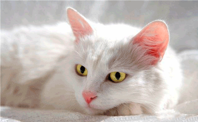 САМЫЕ пушистые котята и шикарные к... САМЫЕ пушистые котята и шикарные к...