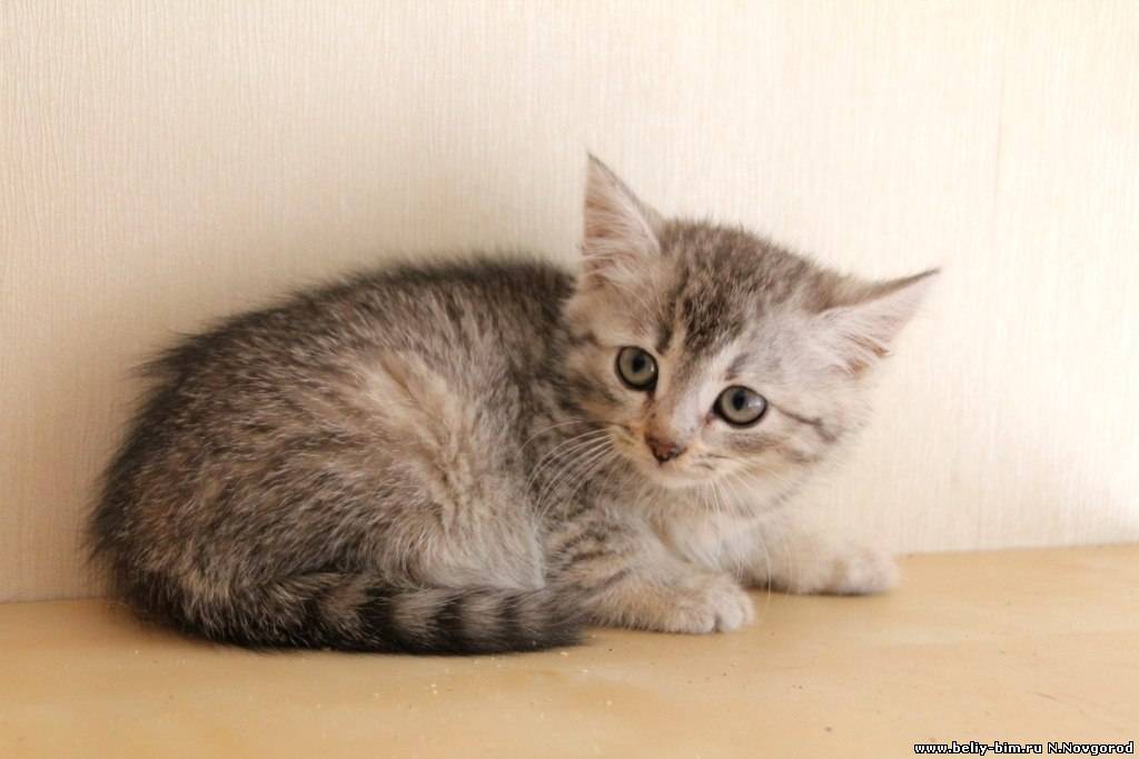 Мы помогаем найти дом всем животны... Мы помогаем найти дом всем животны...