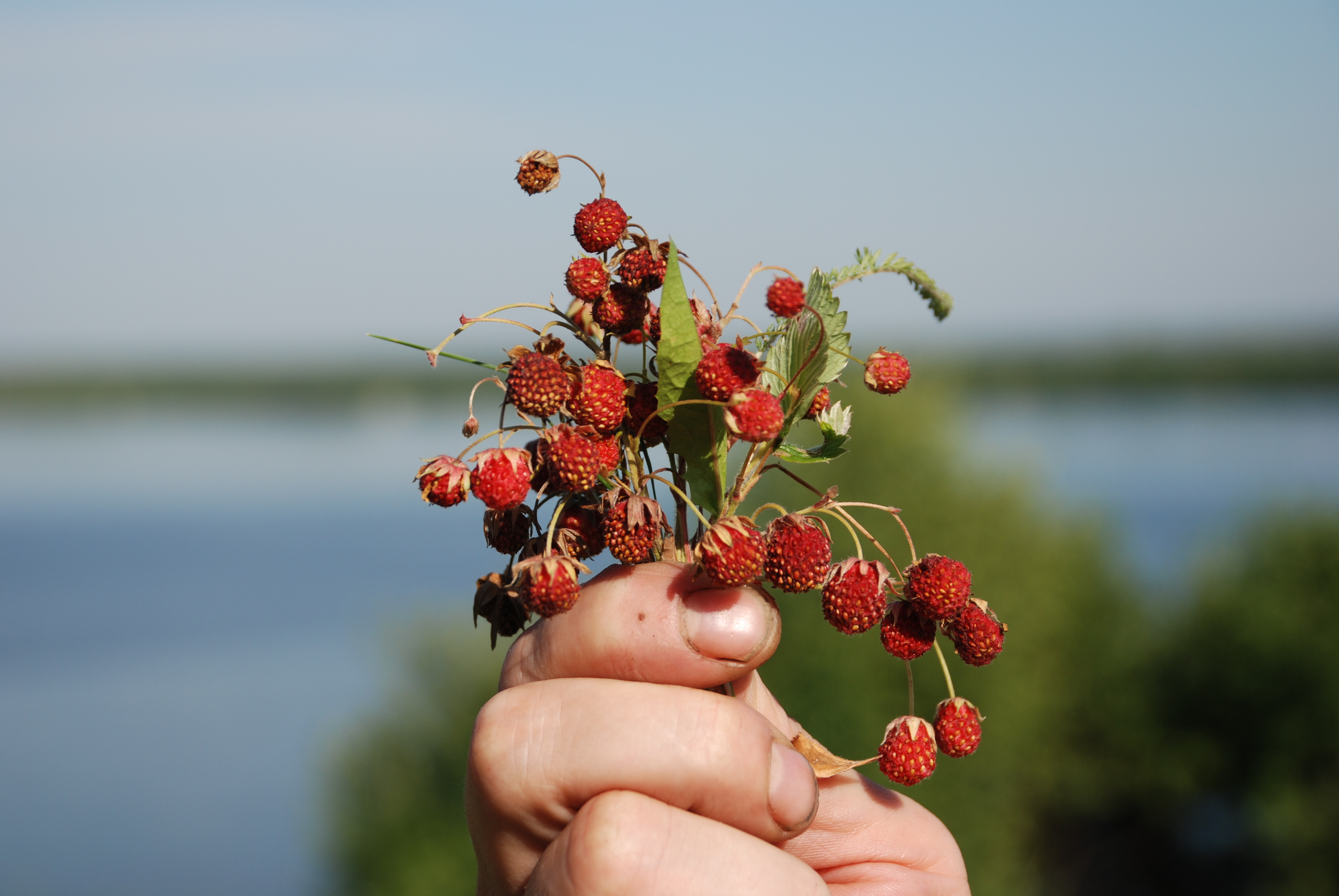 Клубничка! Клубничка!