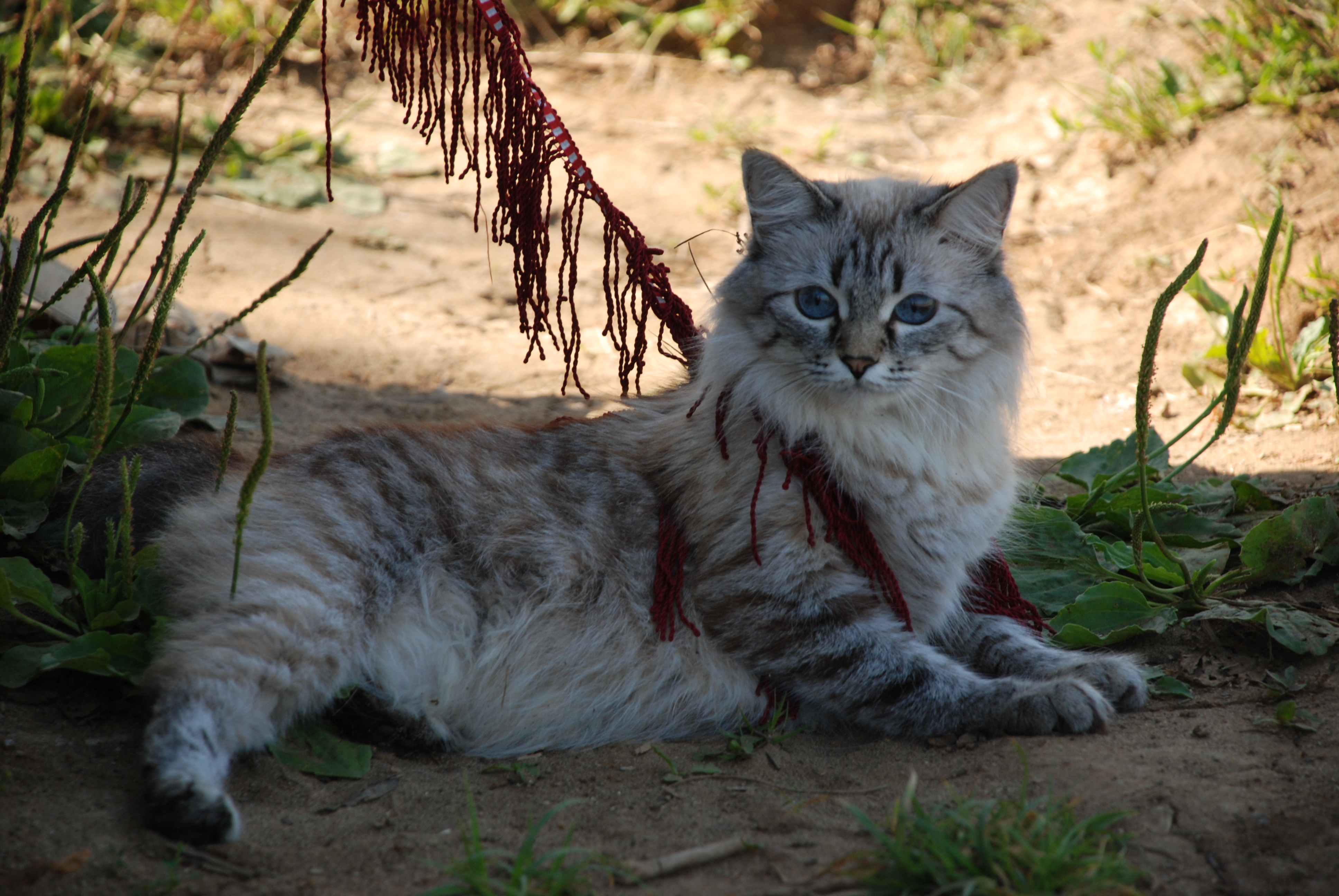 А это ириска А это ириска