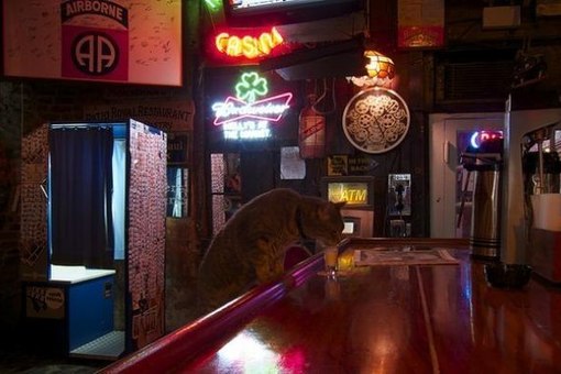 Это кот из Нового Орлеана, зовут е... Это кот из Нового Орлеана, зовут е...