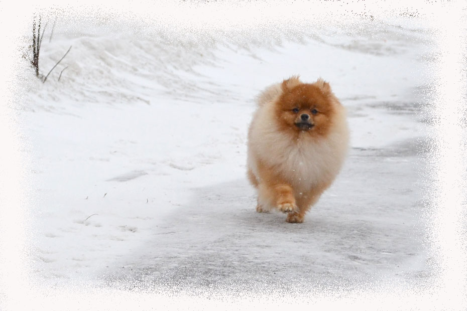 кобель шпица Оросландо Макарио Ама... кобель шпица Оросландо Макарио Ама...