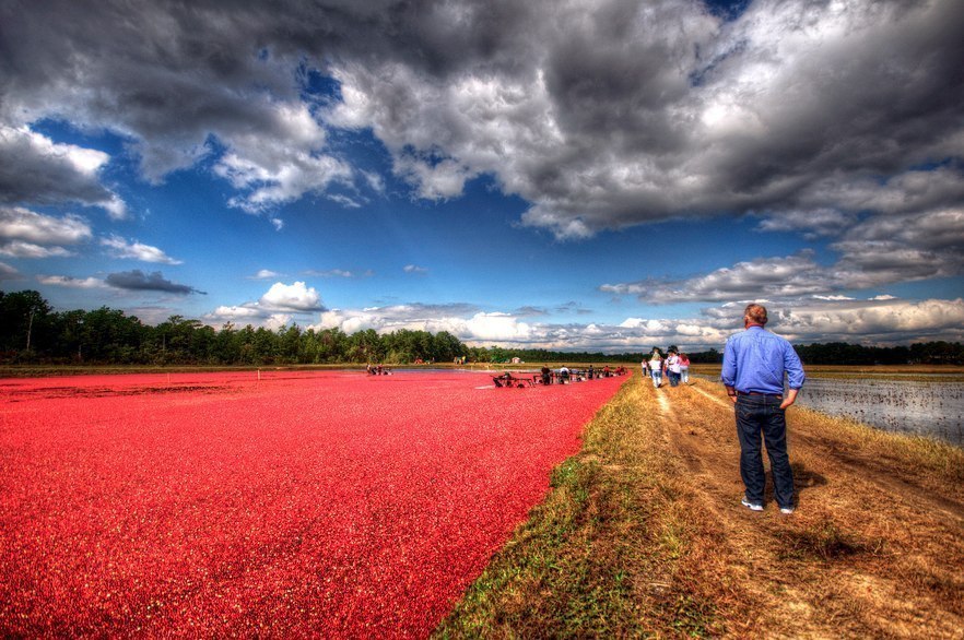 Красные моря из клюквы в Британско... Красные моря из клюквы в Британско...