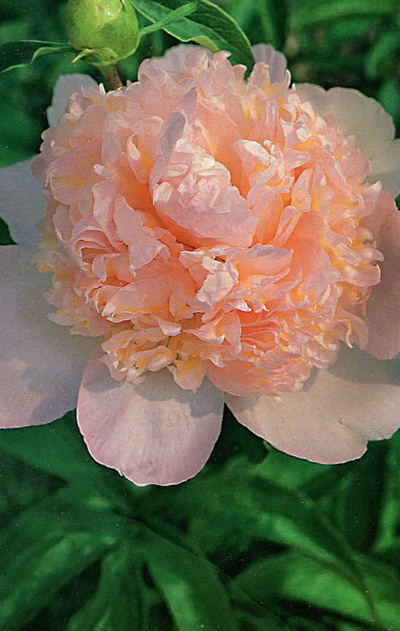 Сбор заказов. Огромный выбор много... Сбор заказов. Огромный выбор много...