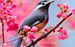 ВСЕХ С ВЕСНОЙ!
Солнечный луч по п... ВСЕХ С ВЕСНОЙ!
Солнечный луч по п...