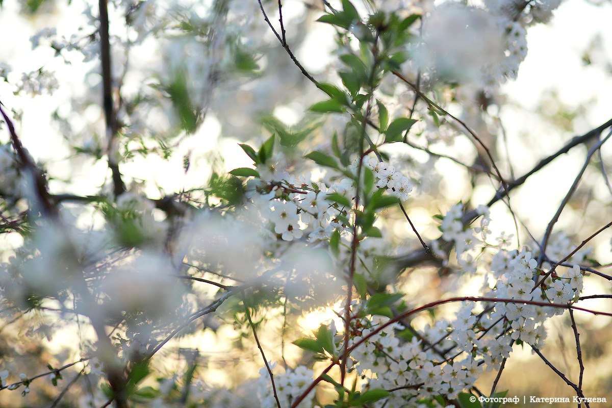 Вот и пришла долгожданная весна, о... Вот и пришла долгожданная весна, о...
