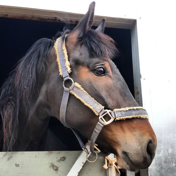 Наши ряды пополняются, приехала новая лошадка, Мальвина Наши ряды пополняются, приехала новая лошадка, Мальвина