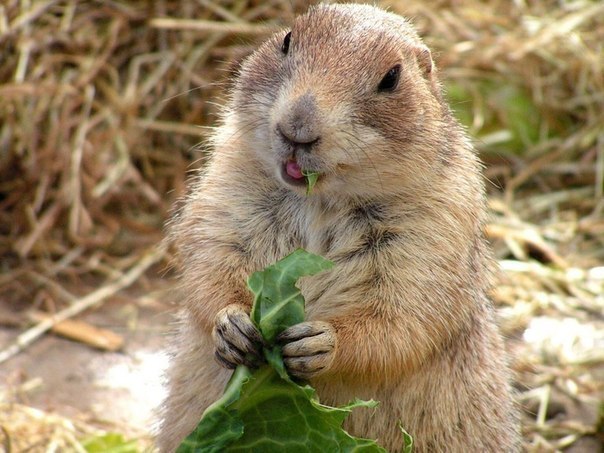 Как известно, бобры добры. Доброто... Как известно, бобры добры. Доброто...