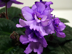 3сбор фиалок .1500 сортов 30руб че... 3сбор фиалок .1500 сортов 30руб че...