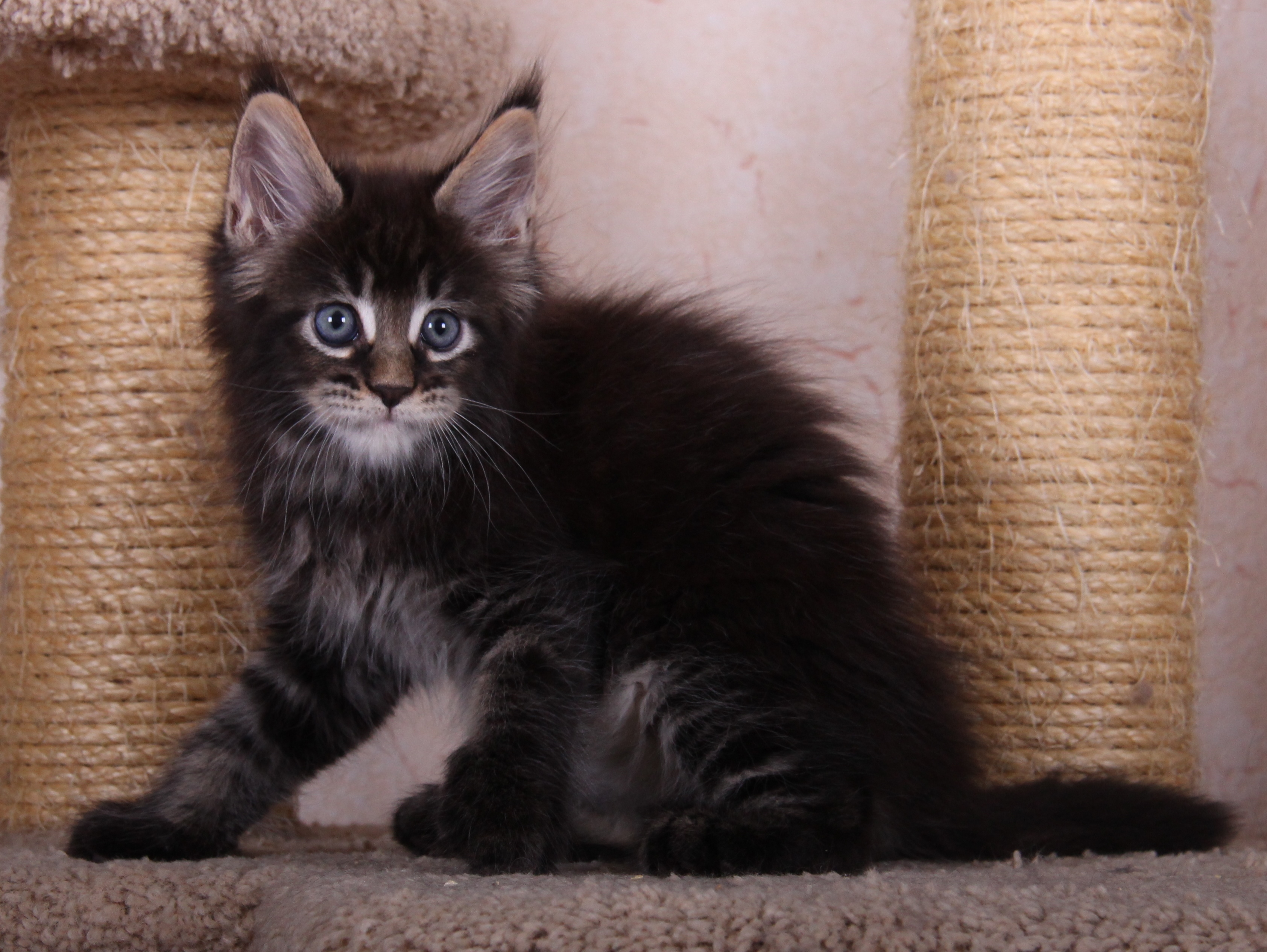 В нашем питомнике мейн кунов VEYRO... В нашем питомнике мейн кунов VEYRO...