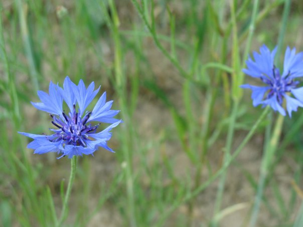 Сбор заказов. Натуральная косметик... Сбор заказов. Натуральная косметик...