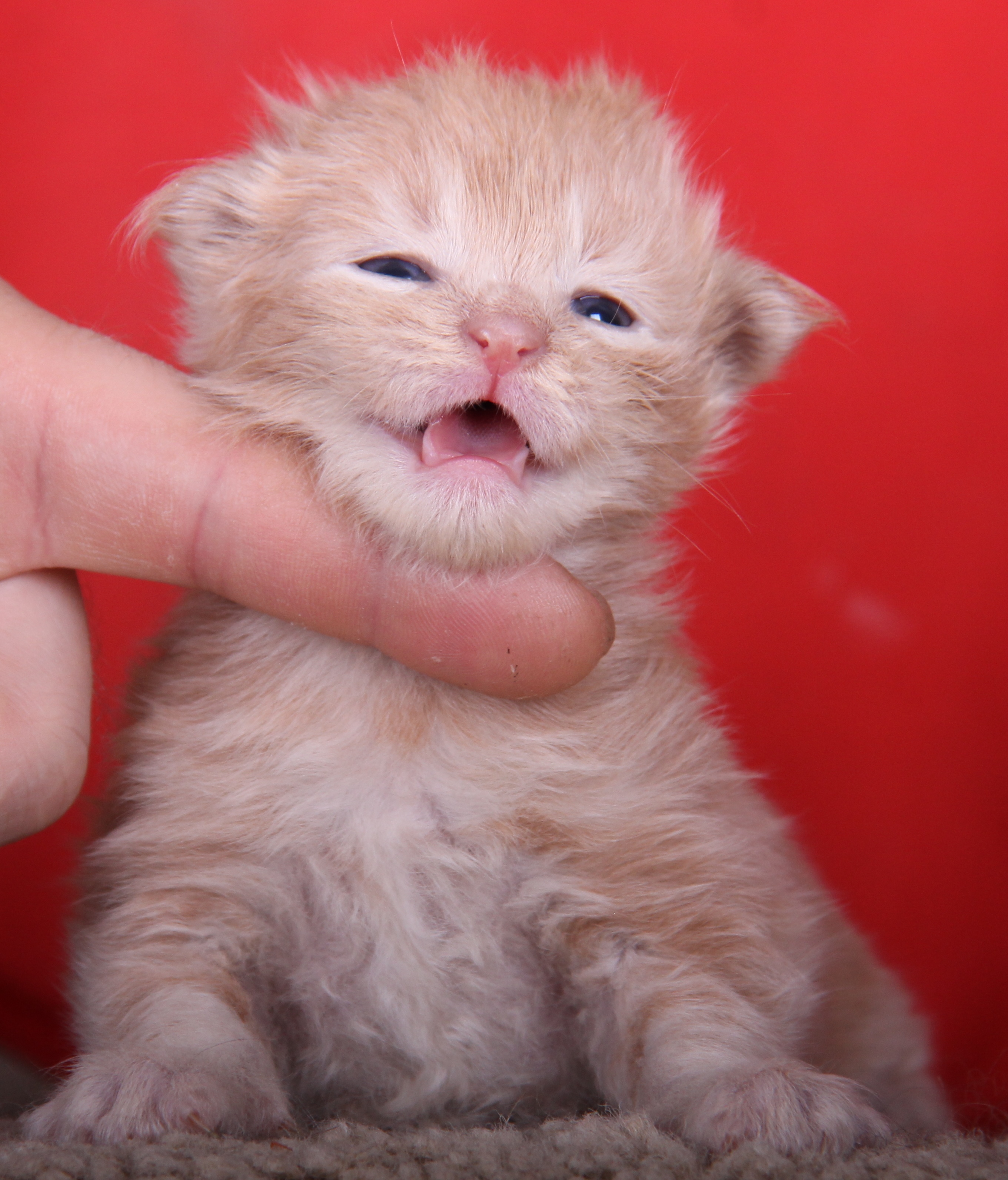 Новые детки Новые детки