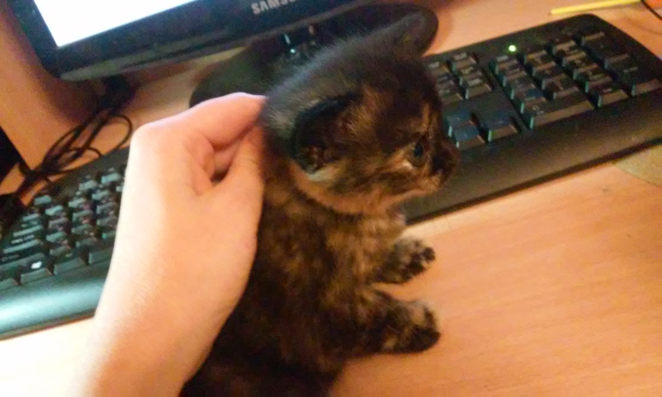 Пристраиваю котят. Пристраиваю котят.