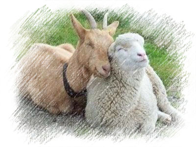 Новый 2015 год - год Козы или Овцы? Новый 2015 год - год Козы или Овцы?