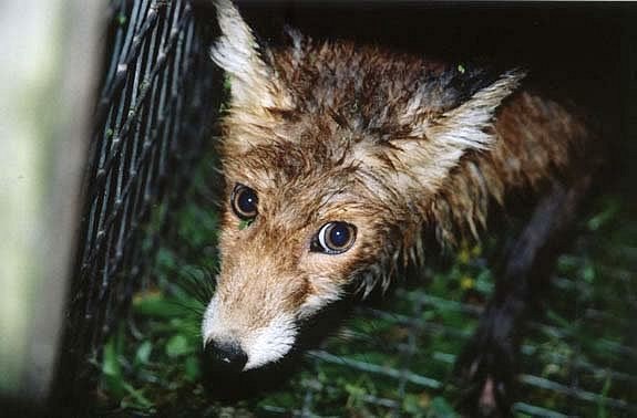 НЕТ ЖЕСТОКОЙ ТРАВЛE ЖИВОТНЫХ СОБАКАМИ! ТРЕБУЕМ ЗАКРЫТИЯ ИТС В РОССИИ! НЕТ ЖЕСТОКОЙ ТРАВЛE ЖИВОТНЫХ СОБАКАМИ! ТРЕБУЕМ ЗАКРЫТИЯ ИТС В РОССИИ!