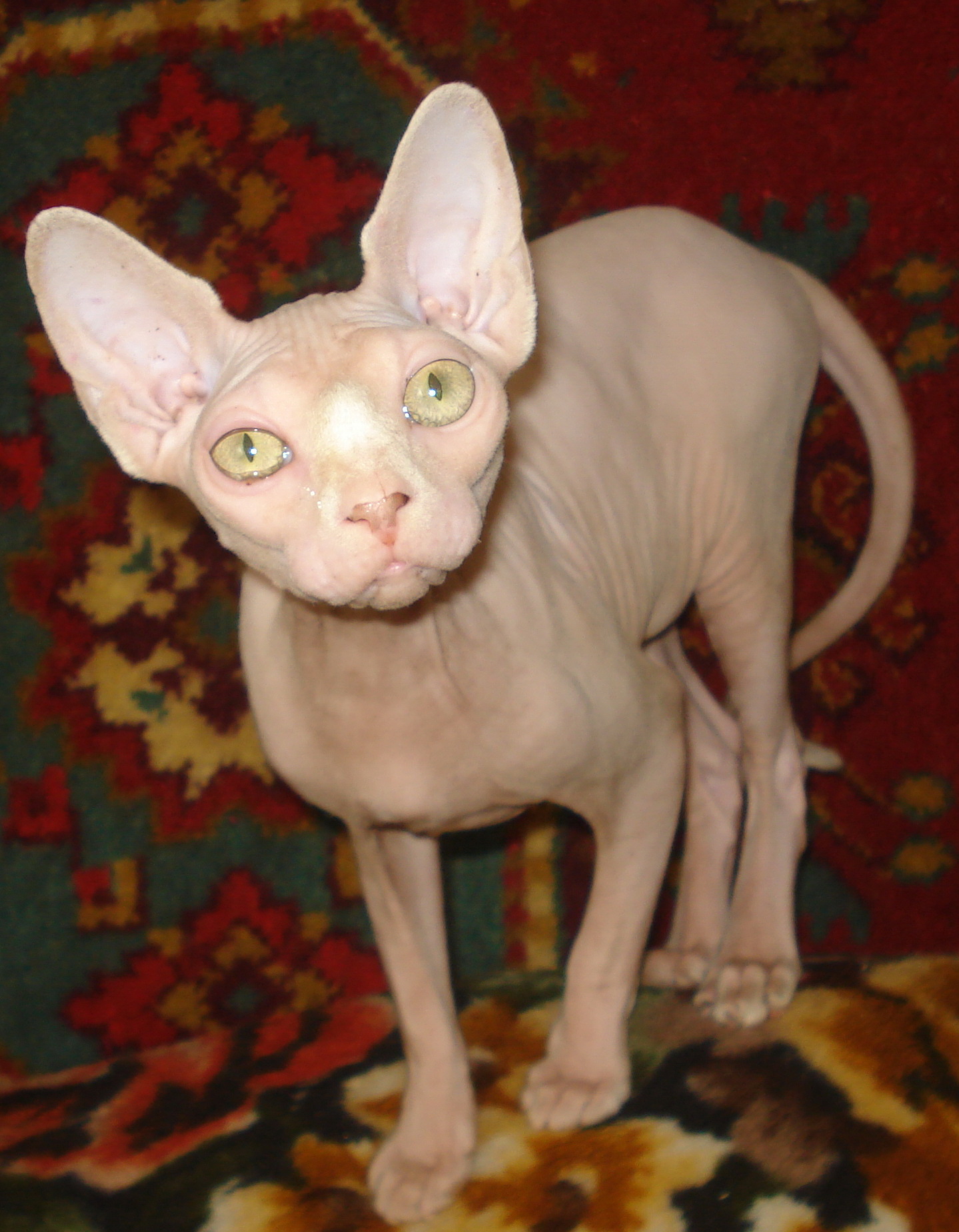 Викусе Викусе