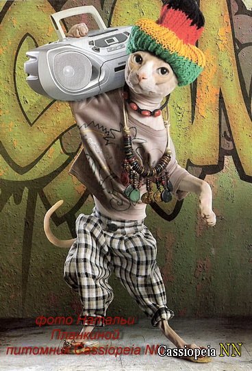 Чем пахнут сфинксы Чем пахнут сфинксы