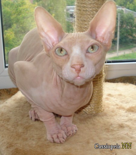 И это всё о нём - любимом голыше! И это всё о нём - любимом голыше!