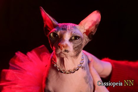 Коша моя на других не похожа: Коша моя на других не похожа: