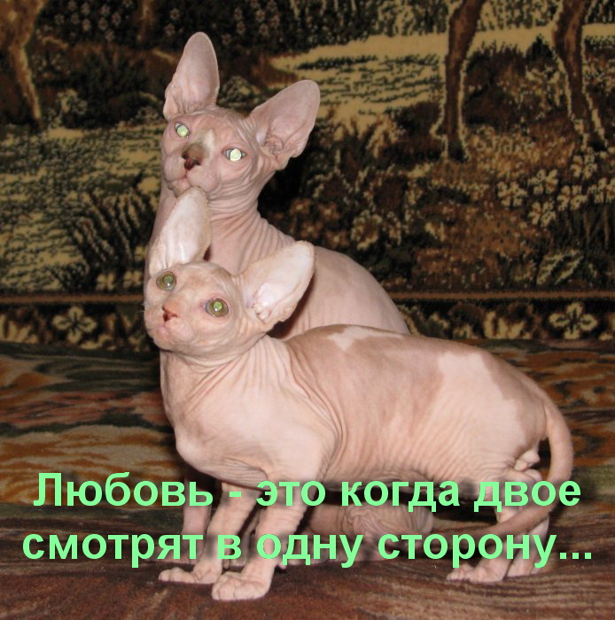 Кошка-сфинкс Кошка-сфинкс