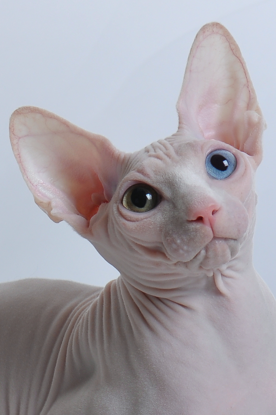 Бог Сфинксов людям дал в награду Бог Сфинксов людям дал в награду