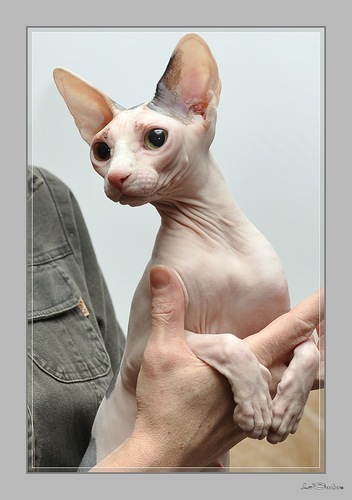 Сфинксы - это... Сфинксы - это...