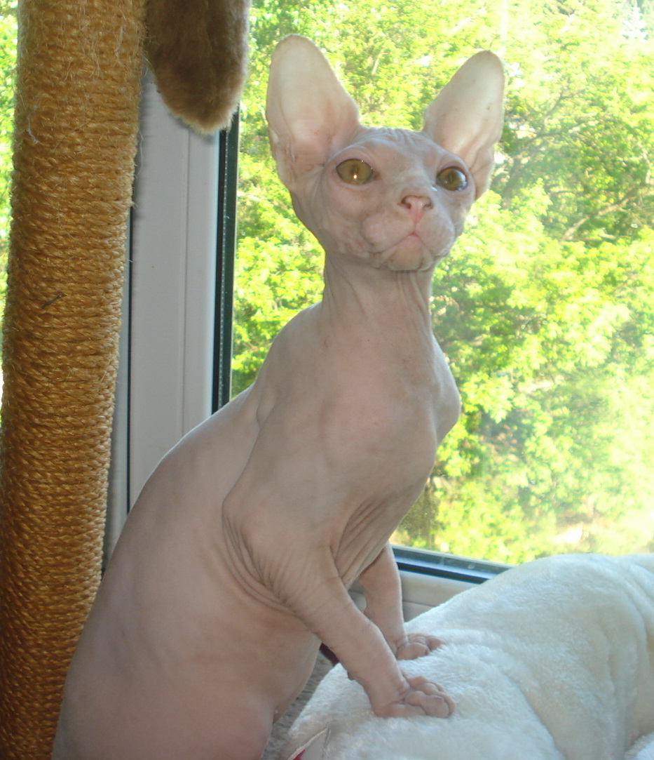 Ваша кошка сфинкс, ЕСЛИ Ваша кошка сфинкс, ЕСЛИ