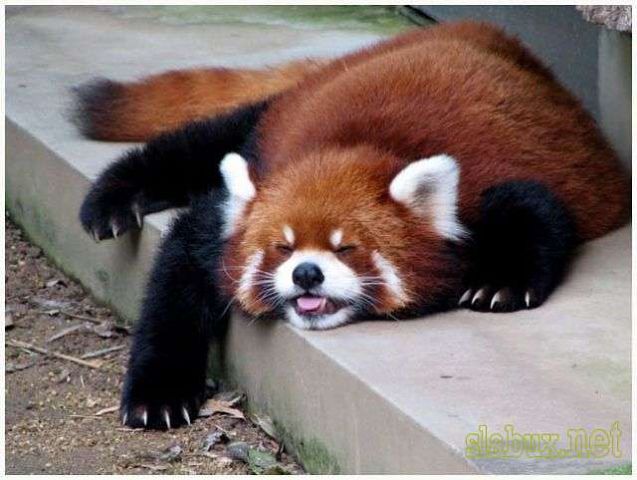 До чего она красива! До чего же ХОРОША!!! До чего она красива! До чего же ХОРОША!!!