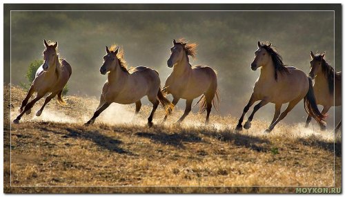 Дикие лошади. Дикие лошади.