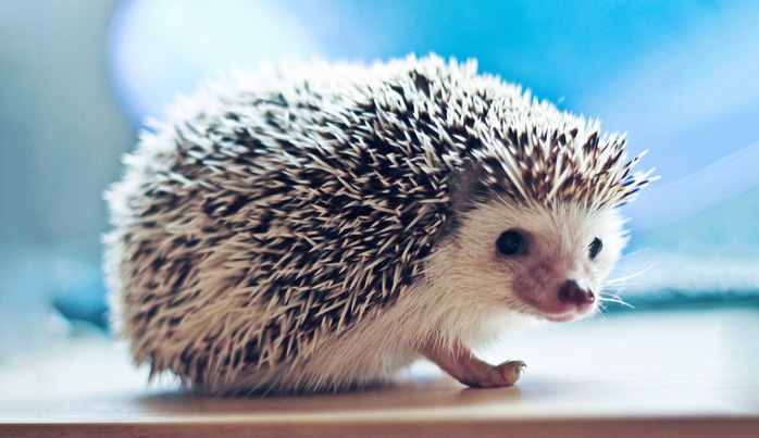 Григорий Горин Ёжик Григорий Горин Ёжик