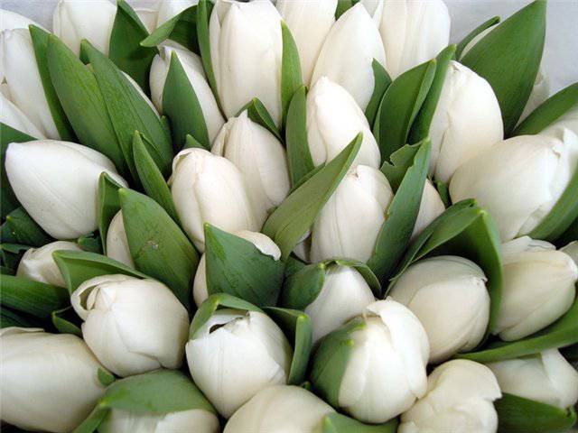С 8 МАРТА!!!!!!!!!!!!!!!!!!!!!!!!!!!!!!!!!!!!!!!!!!!!!!!!!!!!!!!!!!!!!!!!!!!!!!!!!!!!!!!!!!!!!!!!!!!!!!!!!!!!!!!!!!!!!!!!!!!!!!!!!!!!!!!!!!!!!!!!!!!!!!!!!!!!!!!!!!!!!!!!!!!!!!!!!!!!!!!!!!!!!!!!!!!!!!!!!!!!!!!!!!!!!!!!!!!!!!! С 8 МАРТА!!!!!!!!!!!!!!!!!!!!!!!!!!!!!!!!!!!!!!!!!!!!!!!!!!!!!!!!!!!!!!!!!!!!!!!!!!!!!!!!!!!!!!!!!!!!!!!!!!!!!!!!!!!!!!!!!!!!!!!!!!!!!!!!!!!!!!!!!!!!!!!!!!!!!!!!!!!!!!!!!!!!!!!!!!!!!!!!!!!!!!!!!!!!!!!!!!!!!!!!!!!!!!!!!!!!!!!