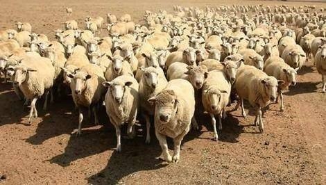 Стадность неизбежна Стадность неизбежна