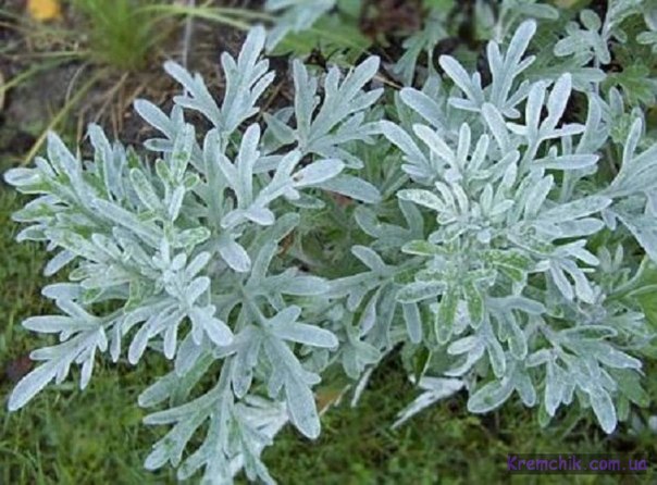 Очистка организма полынью. Очистка организма полынью.