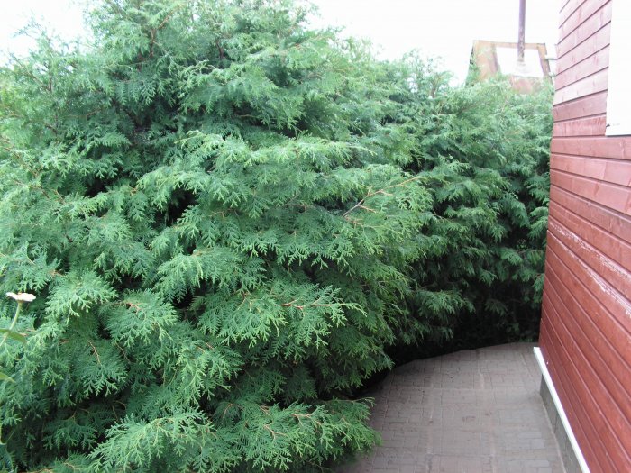 Саженцы Туи западной для создания живой изгороди Саженцы Туи западной для создания живой изгороди