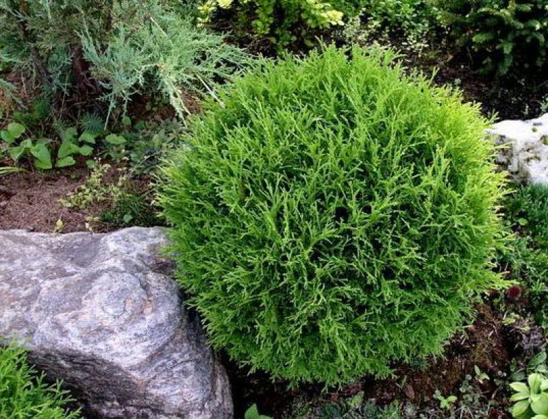 Саженцы хвойных деревьев и кустарников Саженцы хвойных деревьев и кустарников