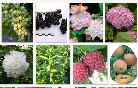 Саженцы плодовых и декоративных растений от Агрофириы Пousk. Скидки от поставщика! Саженцы плодовых и декоративных растений от Агрофириы Пousk. Скидки от поставщика!