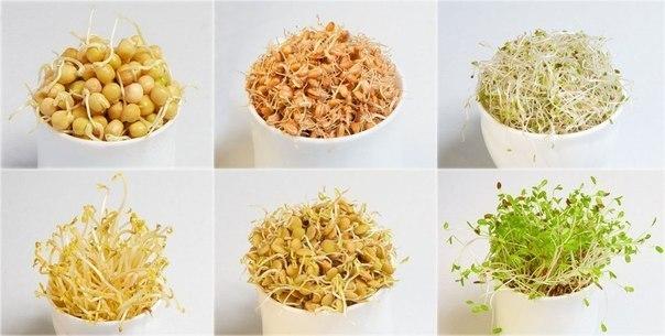 КАК ПРОРАЩИВАТЬ СЕМЕНА И ЗЕРНА КАК ПРОРАЩИВАТЬ СЕМЕНА И ЗЕРНА