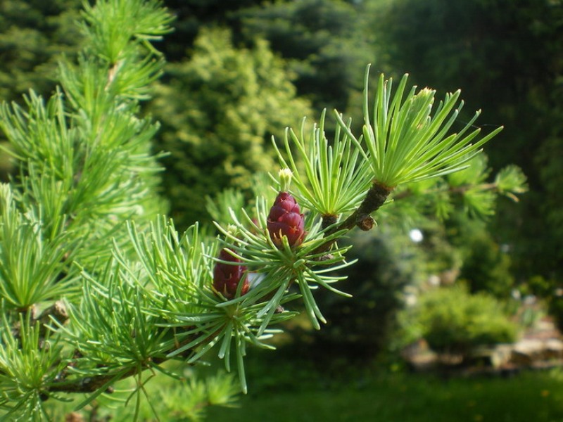 Лиственницы, Сосны и Можжевельники Лиственницы, Сосны и Можжевельники